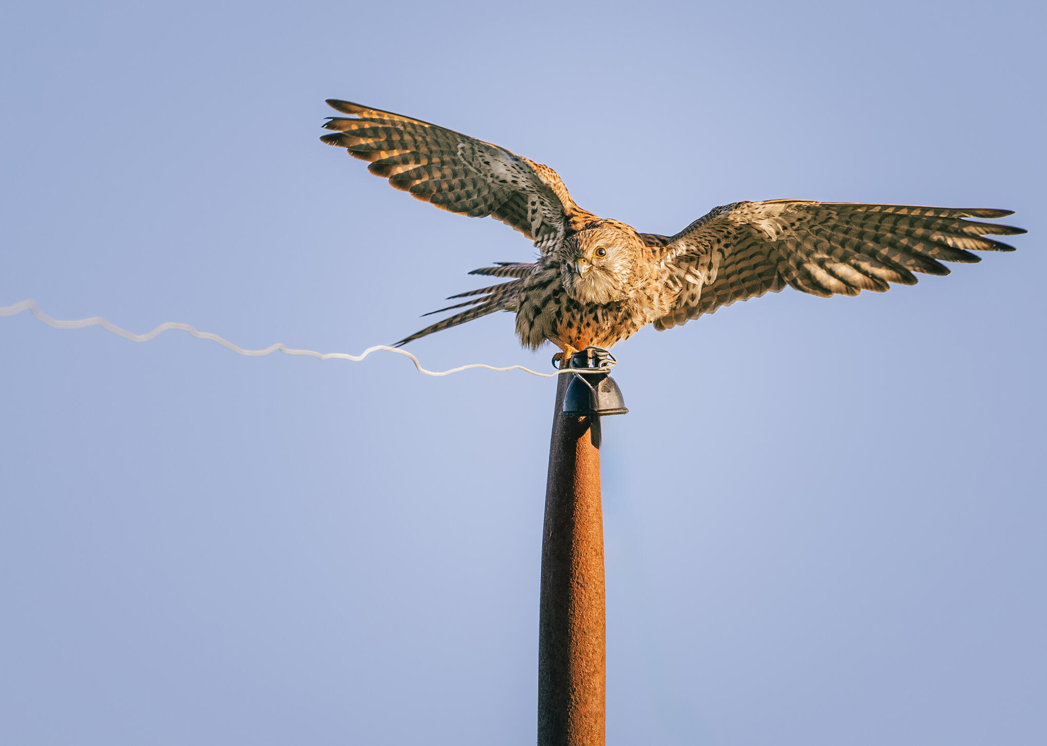 Je prends la pose [Photo de Pascal Broquet]