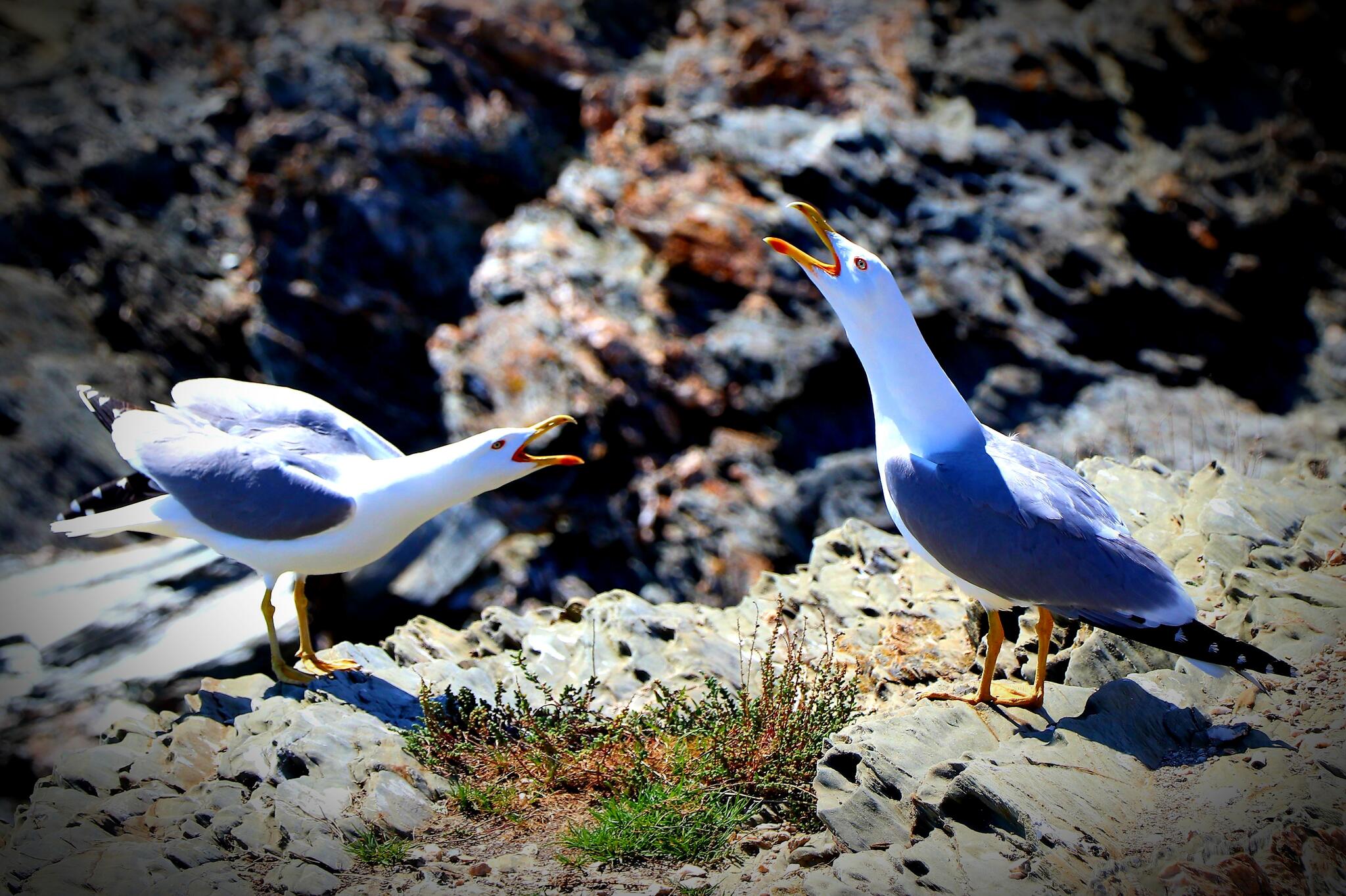 Scène de ménage  [Photo de Sonia Guyot]