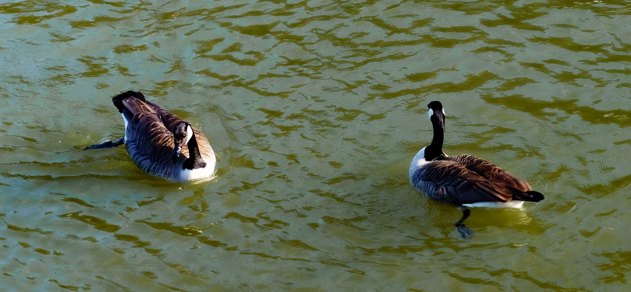 Bernaches en Meuse. [Photo de Jean-Marie Vanebempt]