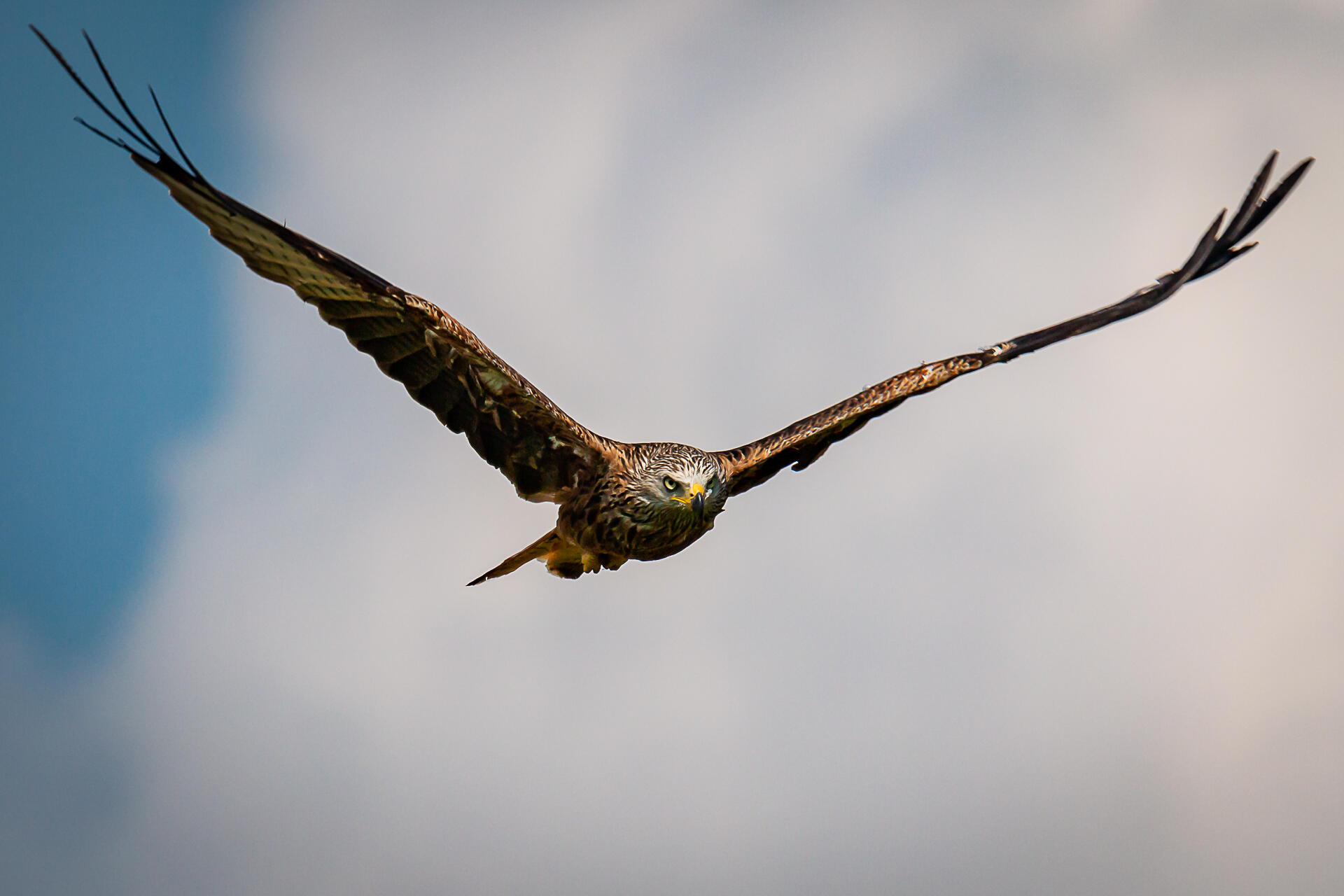 Milan Royal [Photo de Pascal Prost]