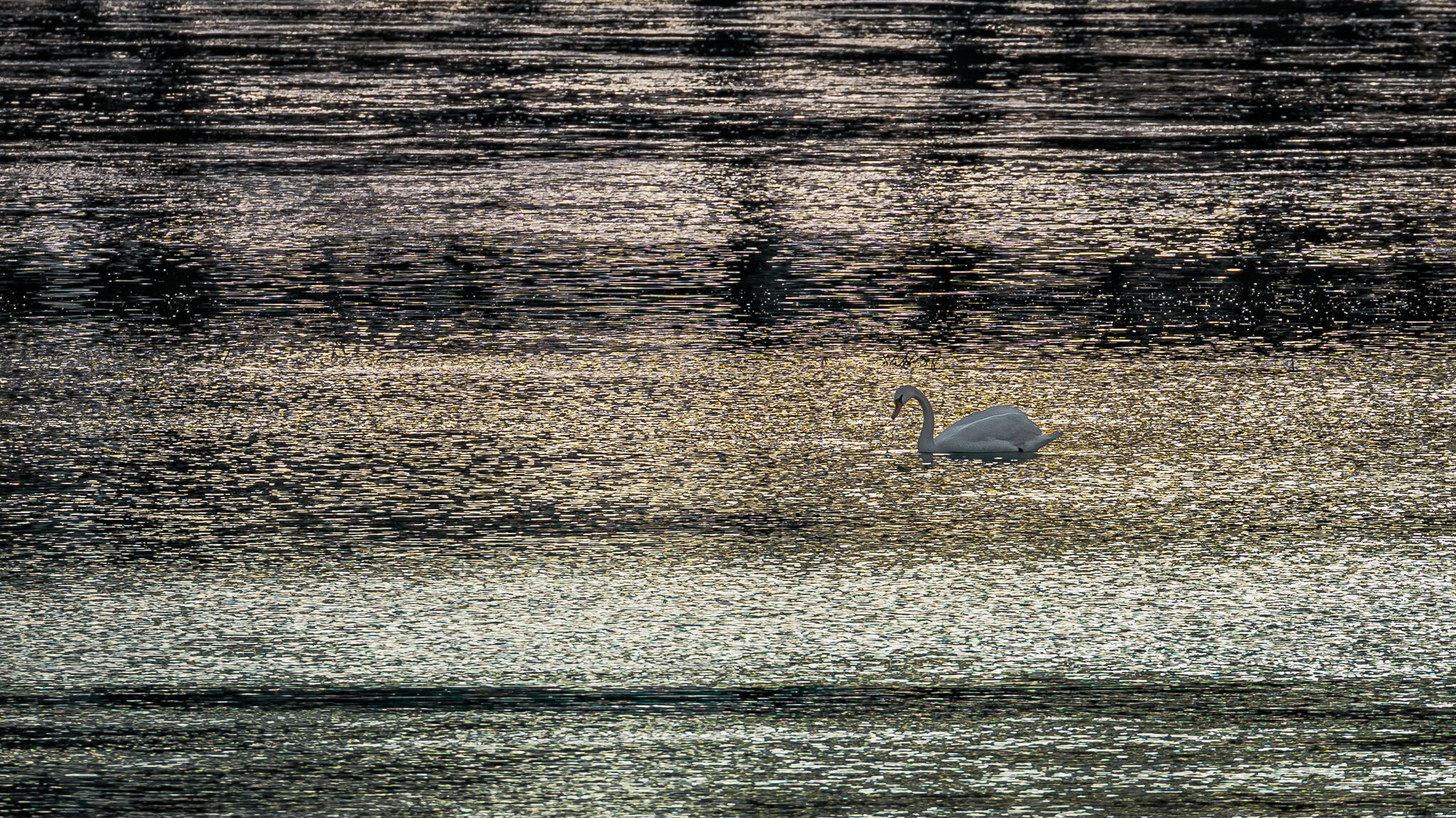 Le lac du Cygne [Photo de Pascal Prost]