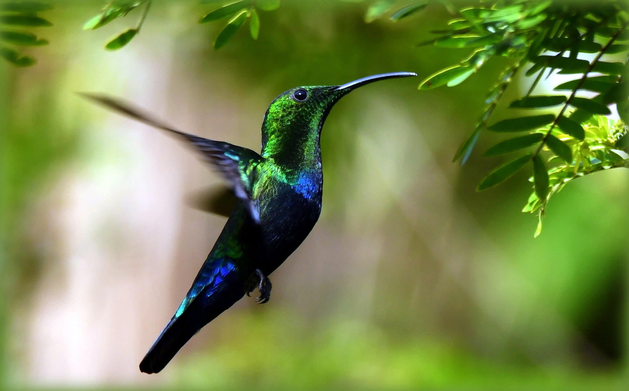 Colibri Falle-vert  [Photo de Sandrine Barrucand]