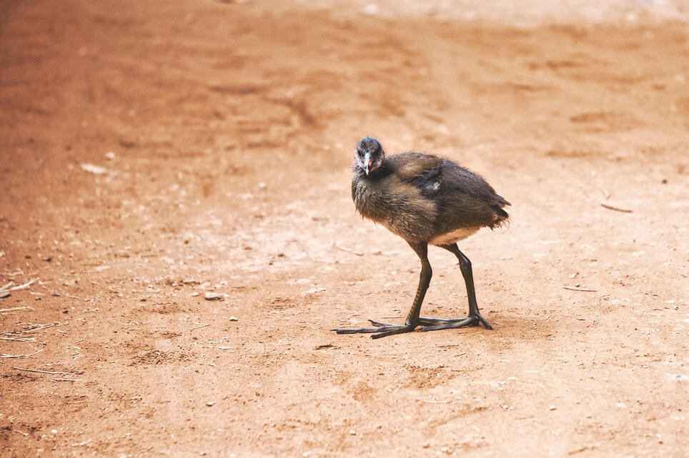 Petit à petit  [Photo de Sabine Coulon]