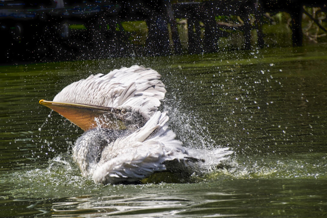 Se laver ou s'envoler [Photo de Sabine Coulon]