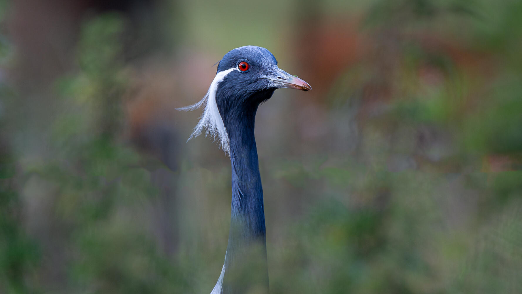 Une grue asiatique dans notre jardin. [Photo de Eric Leonard]
