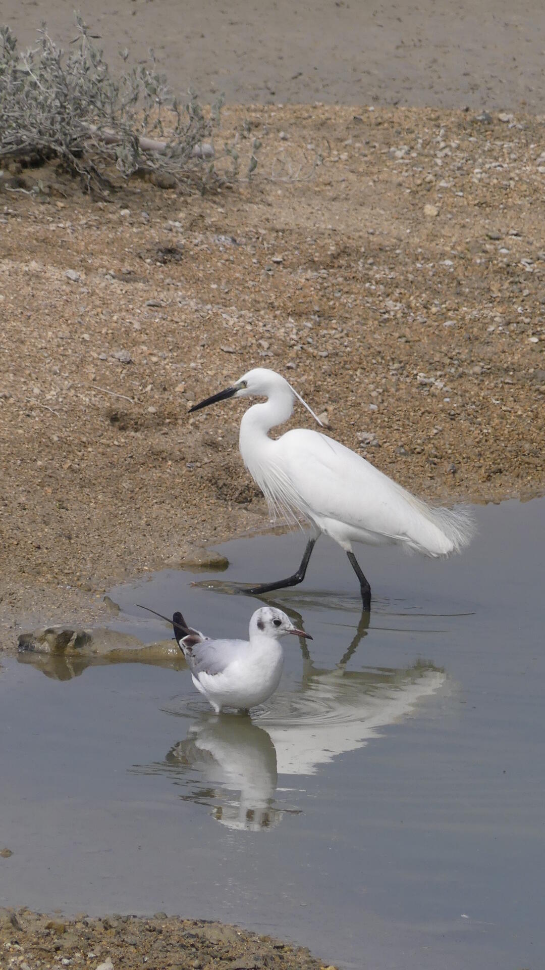 Bain de pattes entre copains  [Photo de Christiane Géradon]