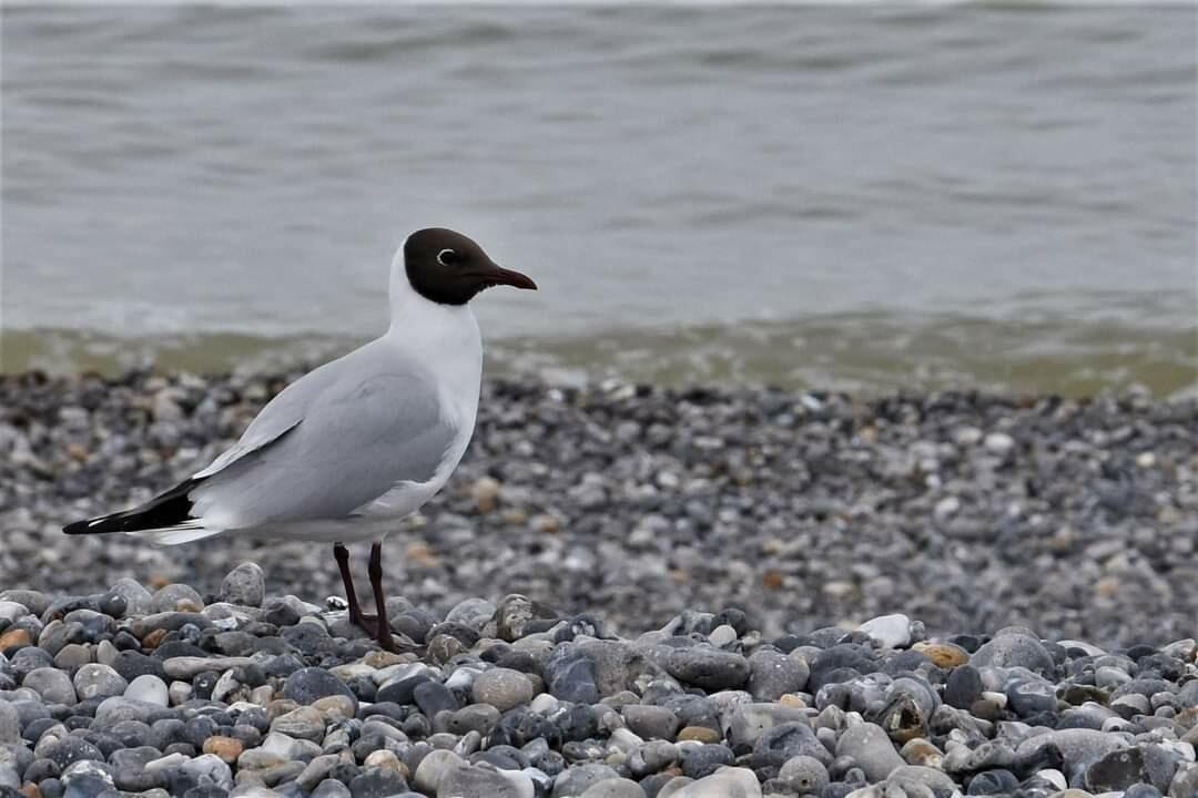 Animaux à plumes.  [Photo de Jocelyne Aimé]