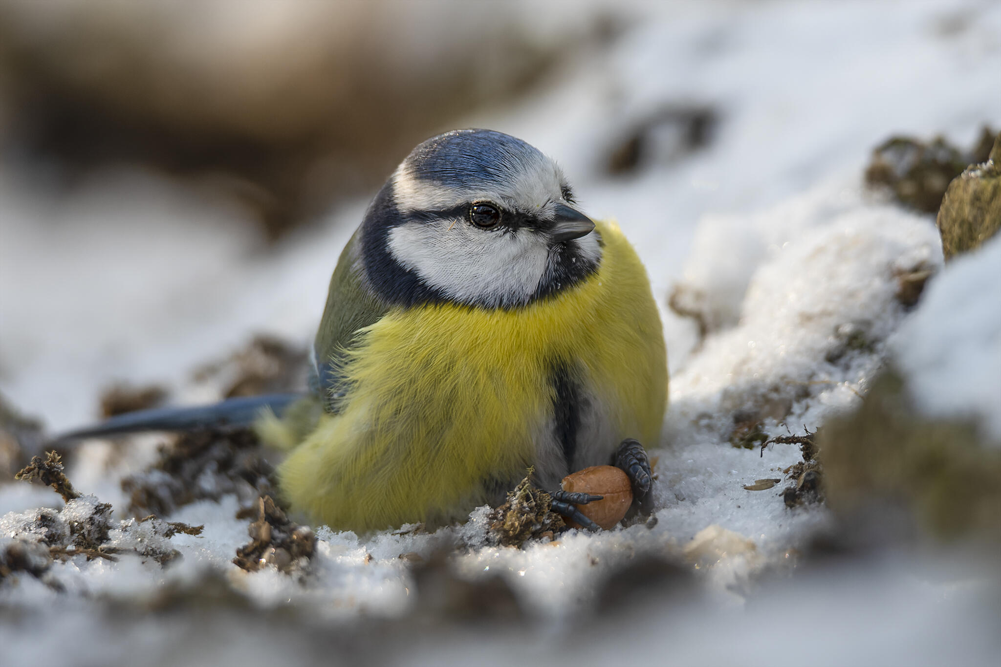 La petite bleue [Photo de Marie José Gauthier]