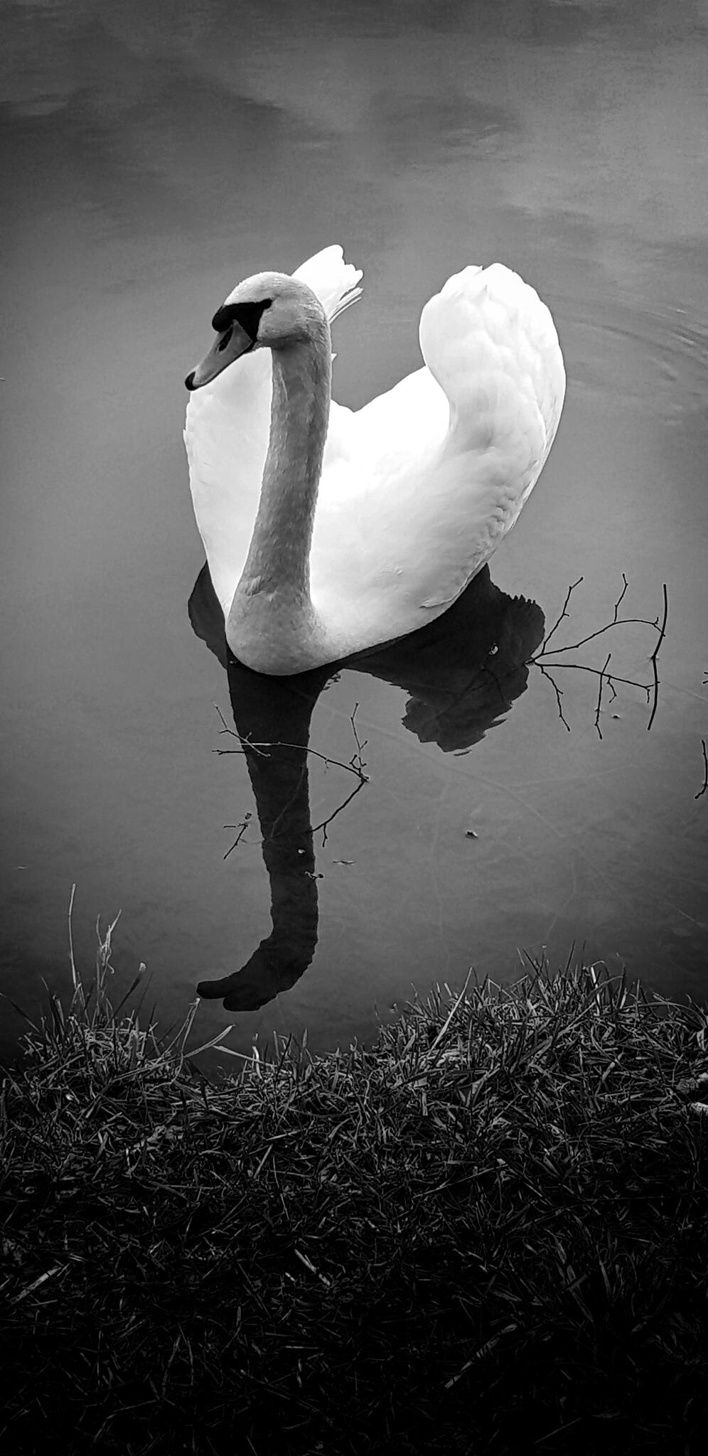 Votre grâce  [Photo de Suzy Louvieaux]