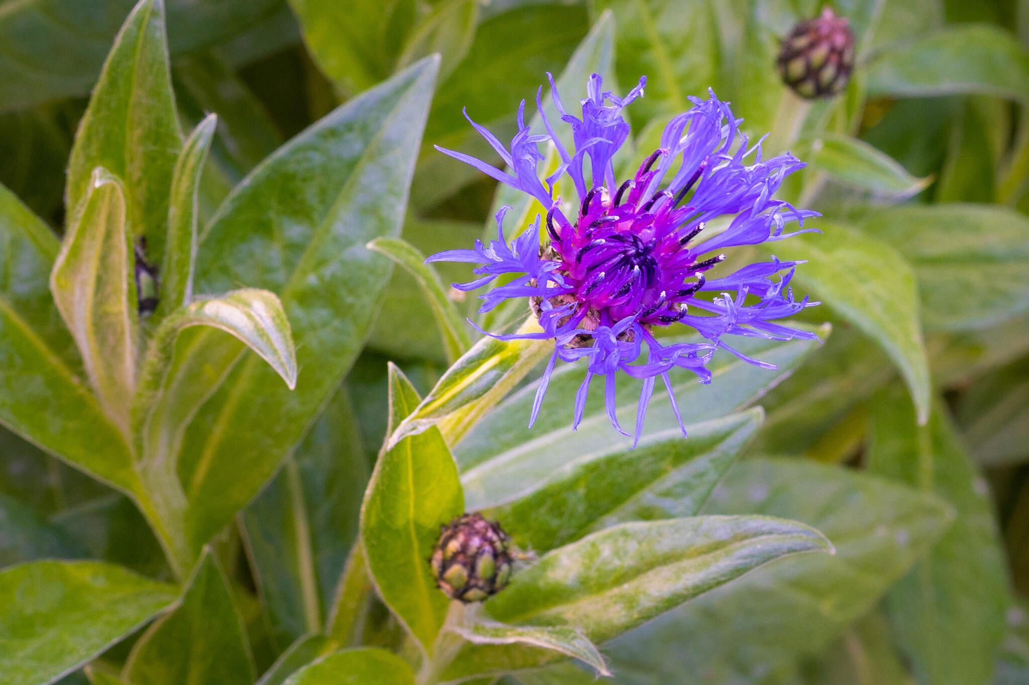 Bleuet [Photo de François Piette]