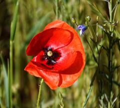 Coquelicot dans champ de lin