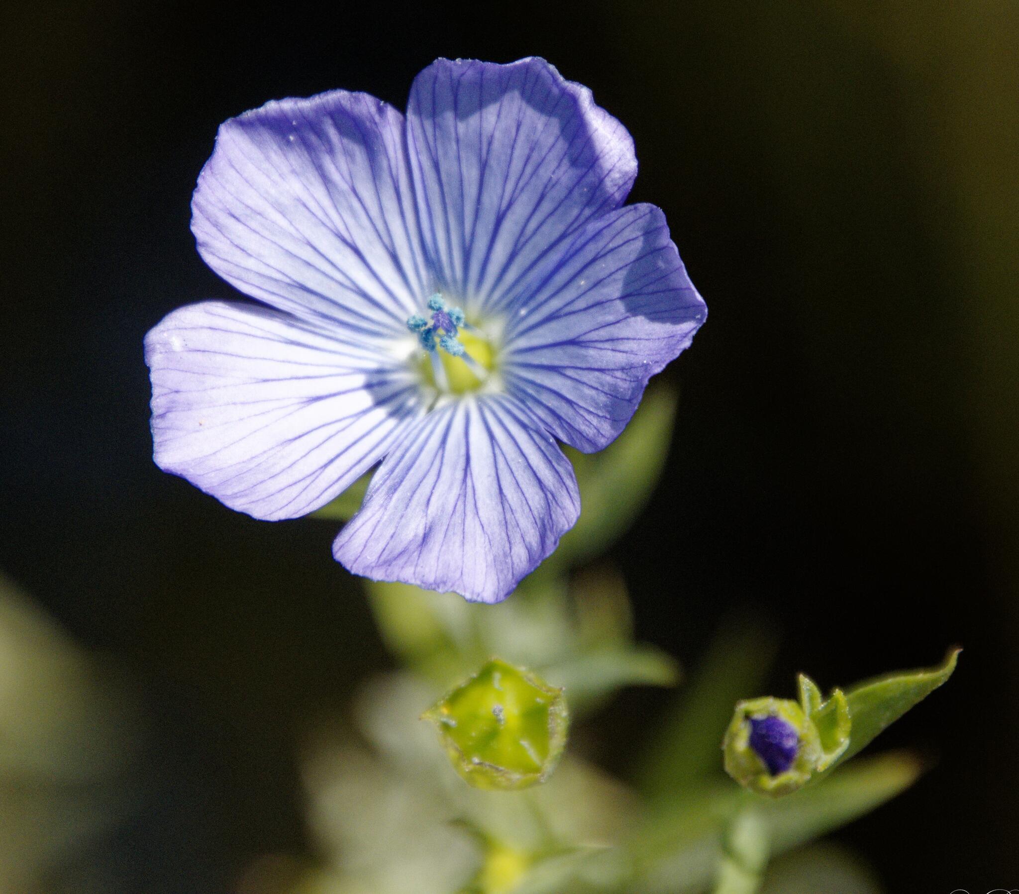 Fleur de lin [Photo de Pascal Bronnec]
