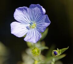 Fleur de lin