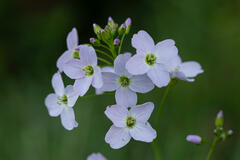 Cardamine des prés, de près
