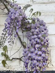Les jolies Glycine