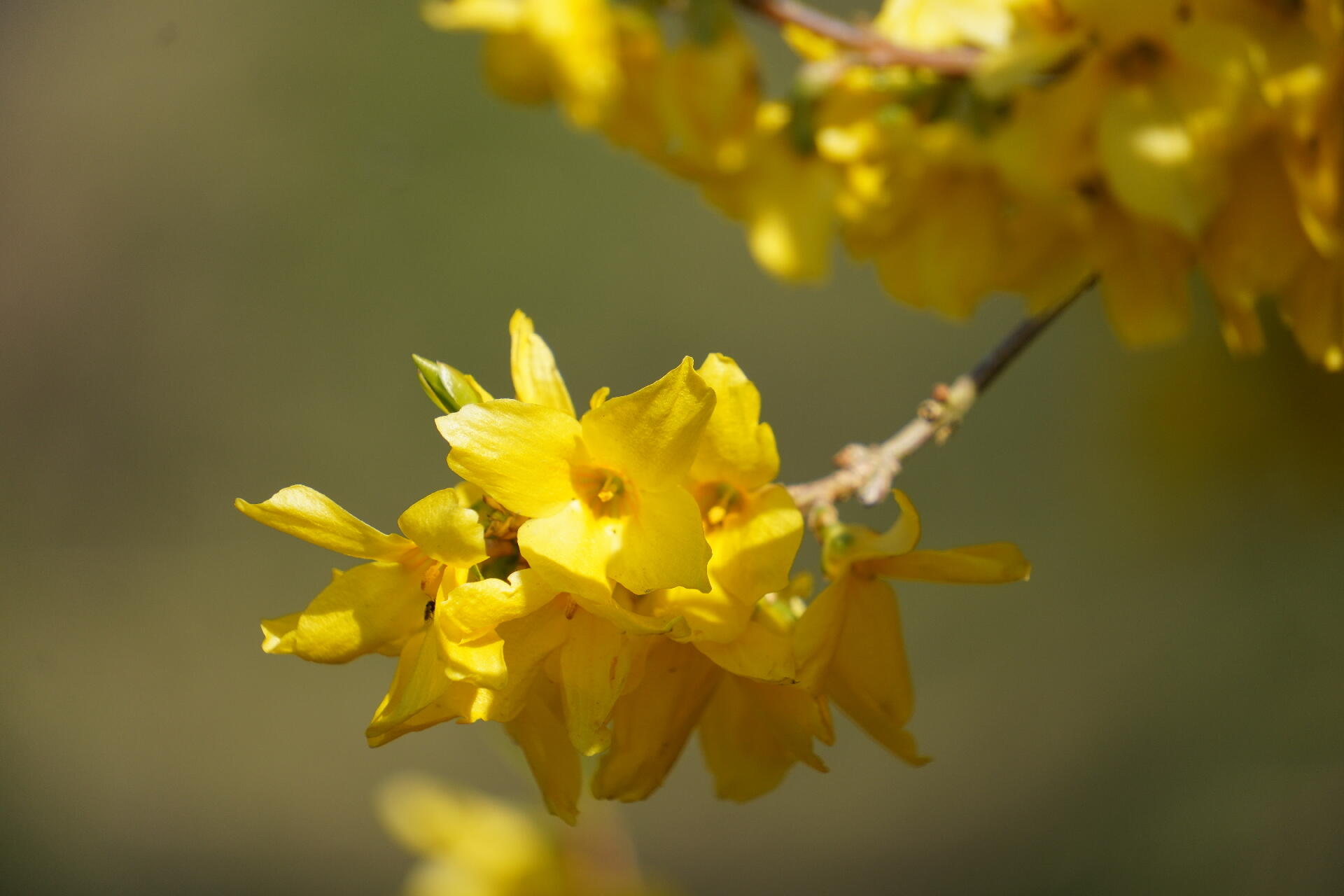 Forsythia [Photo de Luc Vansilliette]
