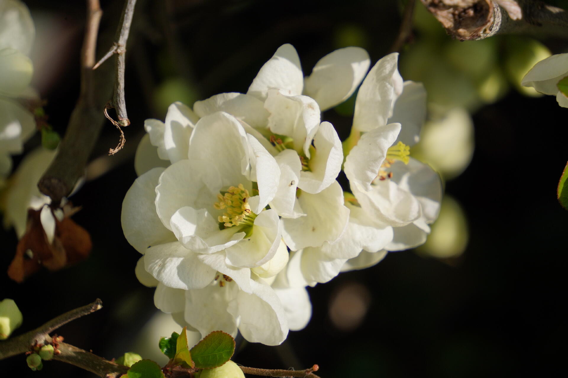 Prunus subhrtella [Photo de Luc Vansilliette]