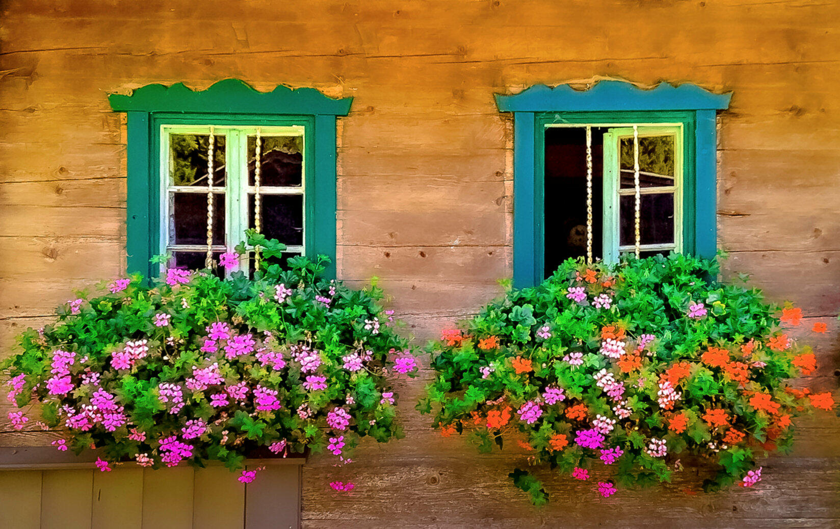 Fleurs au châlet ! [Photo de Jean-Marie Vanebempt]