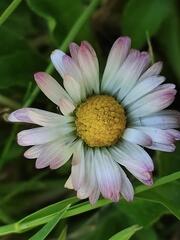 Pâquerette rose