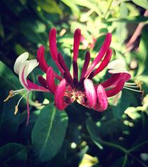 Dans mon jardin