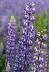 Lupin