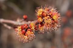 Bourgeon de fleur