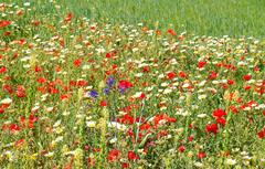 Jacques BREL, les bonbons c'est bon, mais ces fleurs !!