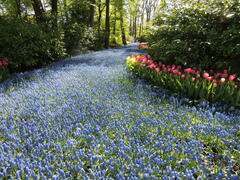 Un tapis de bleu