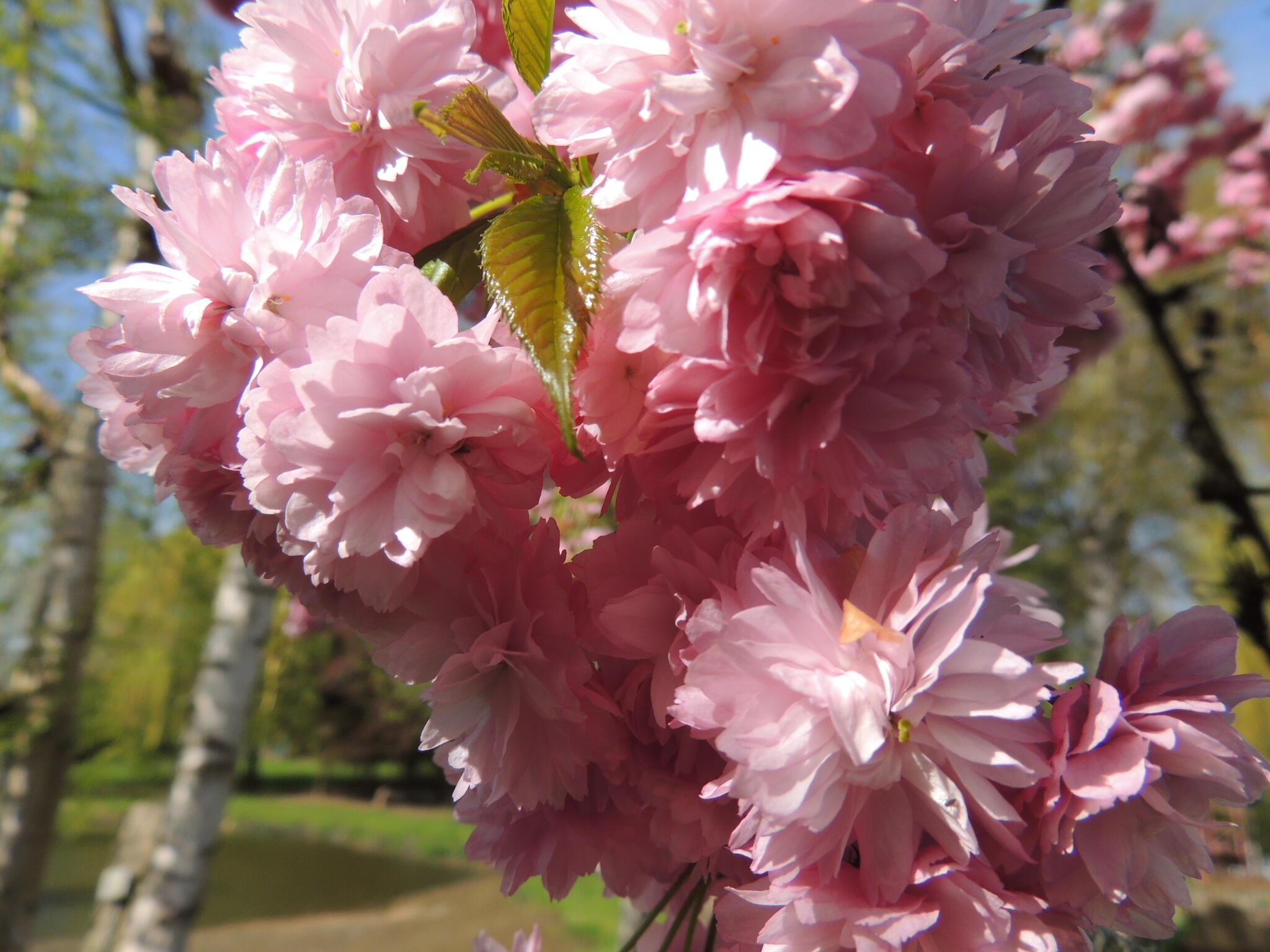 C'est le printemps [Photo de Claudine Diricq]