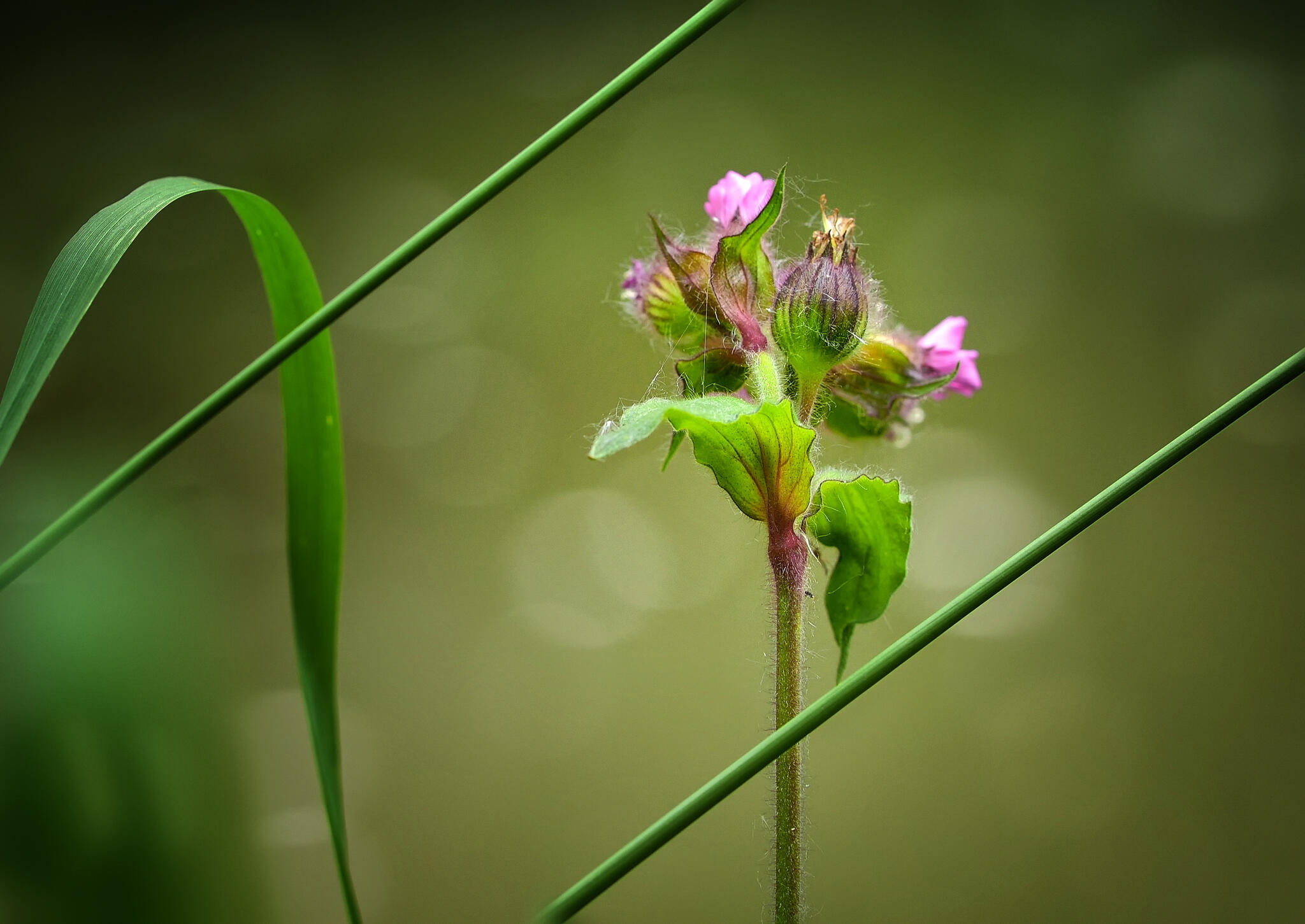 Composition naturelle [Photo de Jean-Marie Aldenhoff]