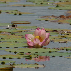 Lotus