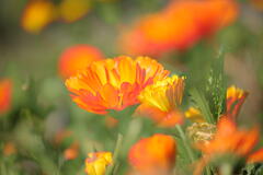 De l'or dans mon jardin