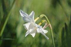 Narcisses immaculés