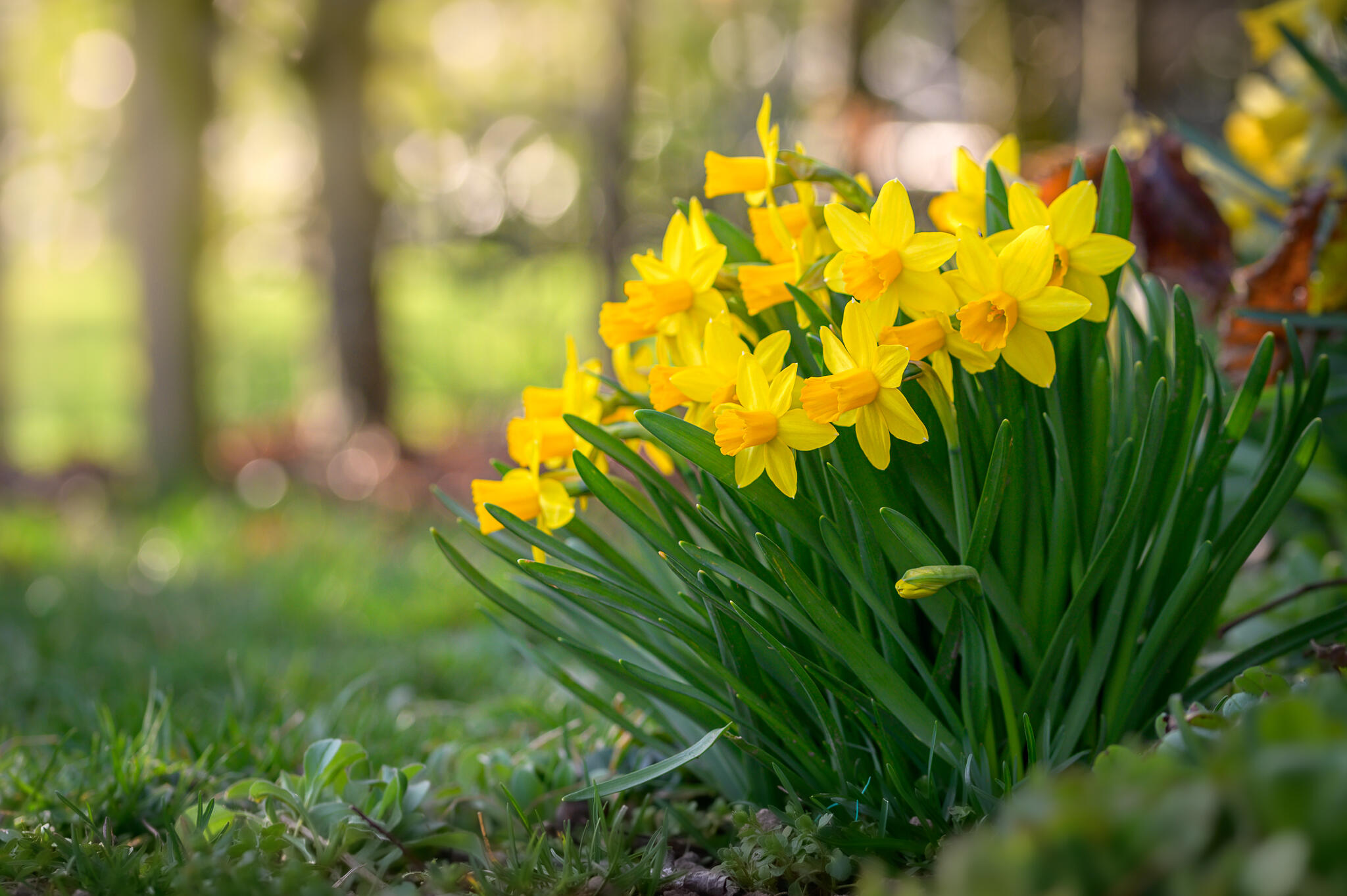 Jonquilles dans la lumière du soir [Photo de Pascale Ramakers]