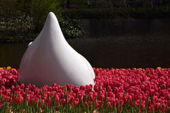 Tulipe meringuée