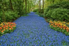 Keukenhof