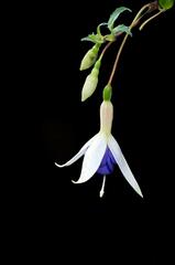 Fuchsia