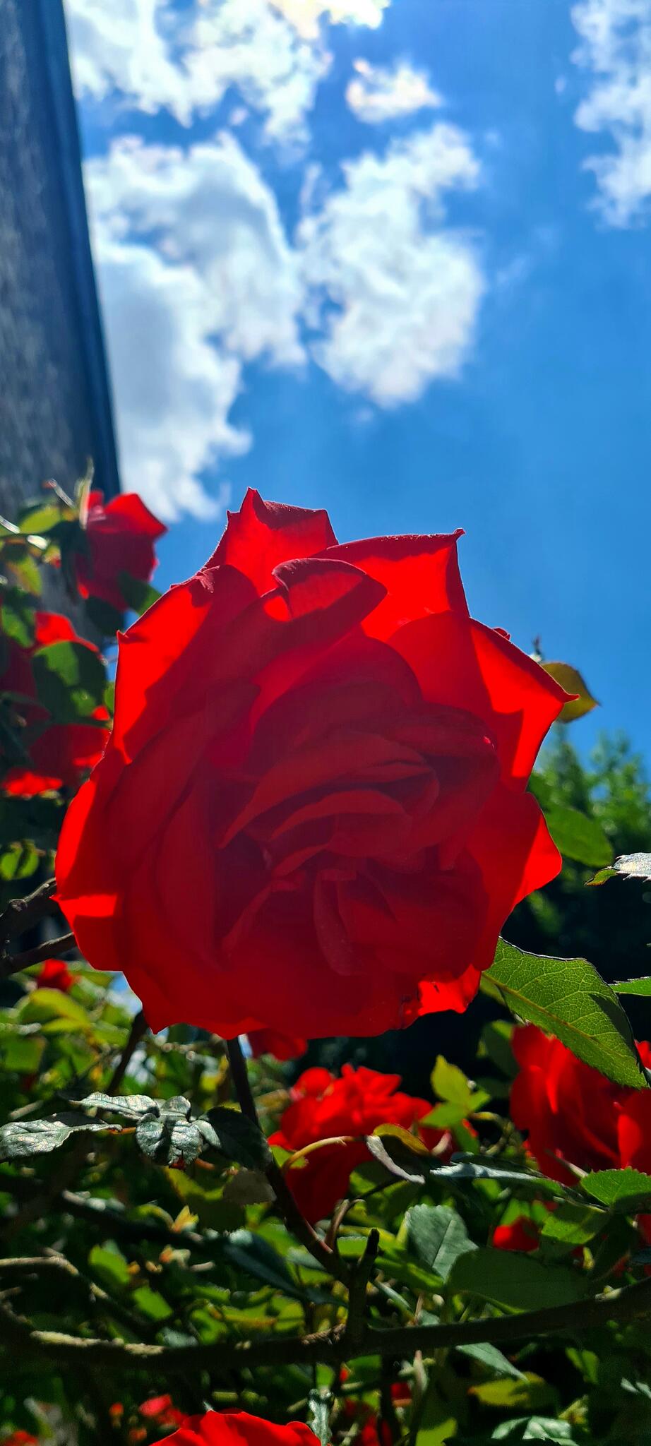 La rose merveille de mon jardin [Photo de Marc Mucha]