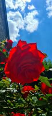 La rose merveille de mon jardin