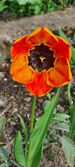 La tulipe