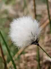 La linaigrette des Hautes Fagnes