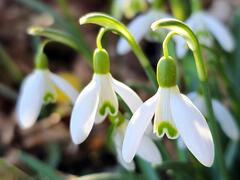 Les messagères du printemps