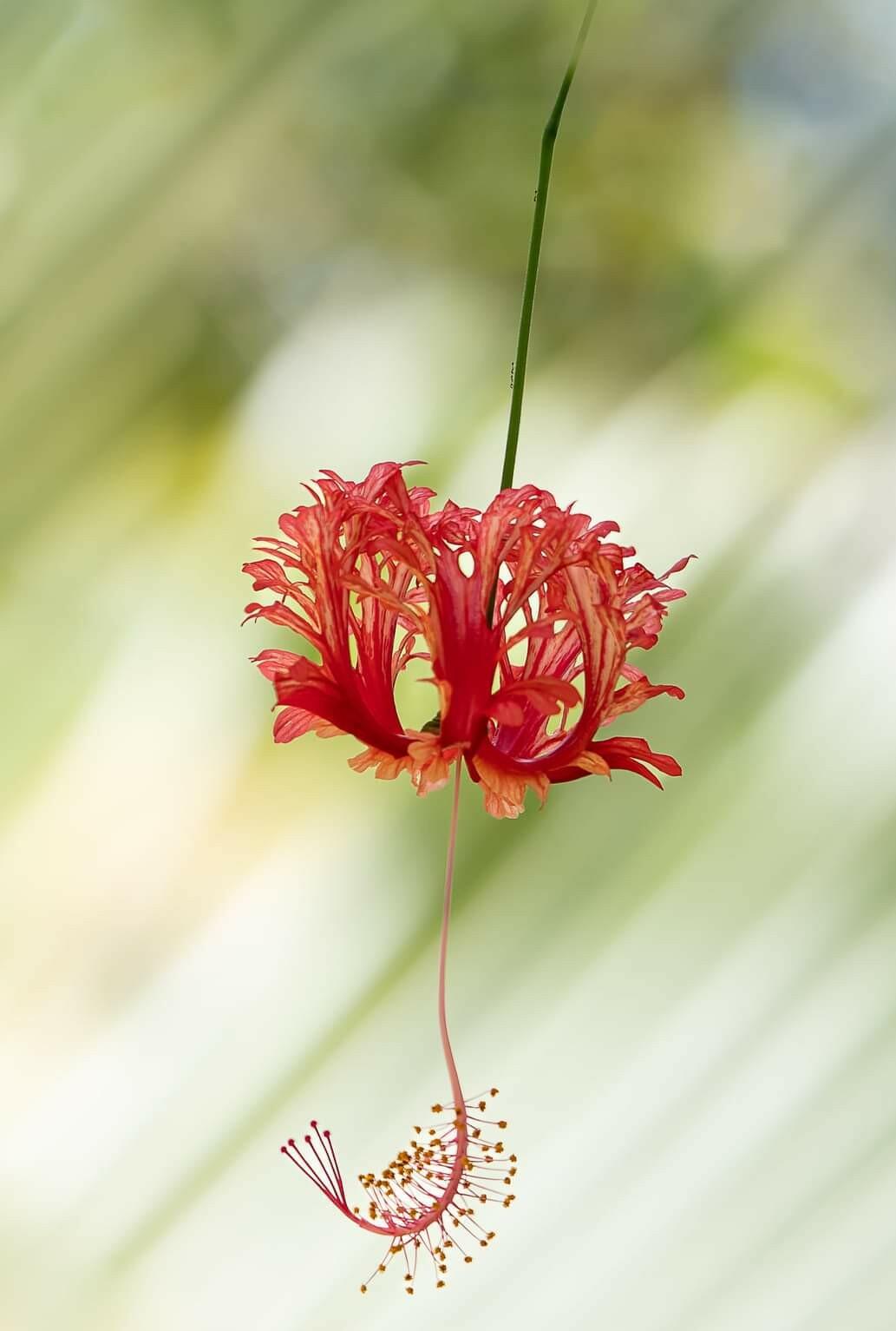 Hibiscus [Photo de Mauricette Martin]