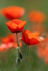 Gentils coquelicots