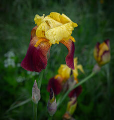 Iris