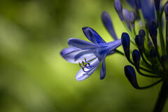 Agapanthe