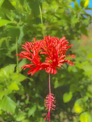 Hibiscus Schizopetalus