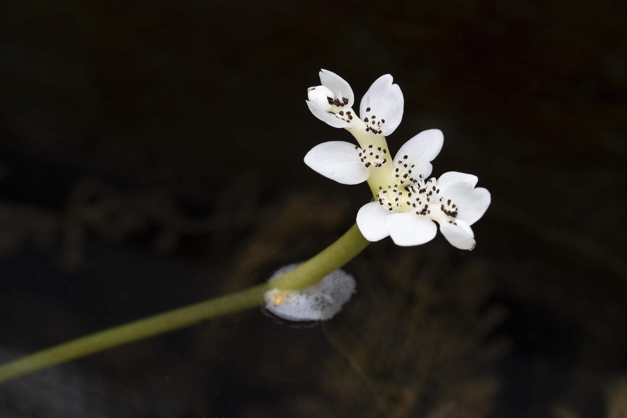 Vanille d'eau [Photo de Philippe Legros]