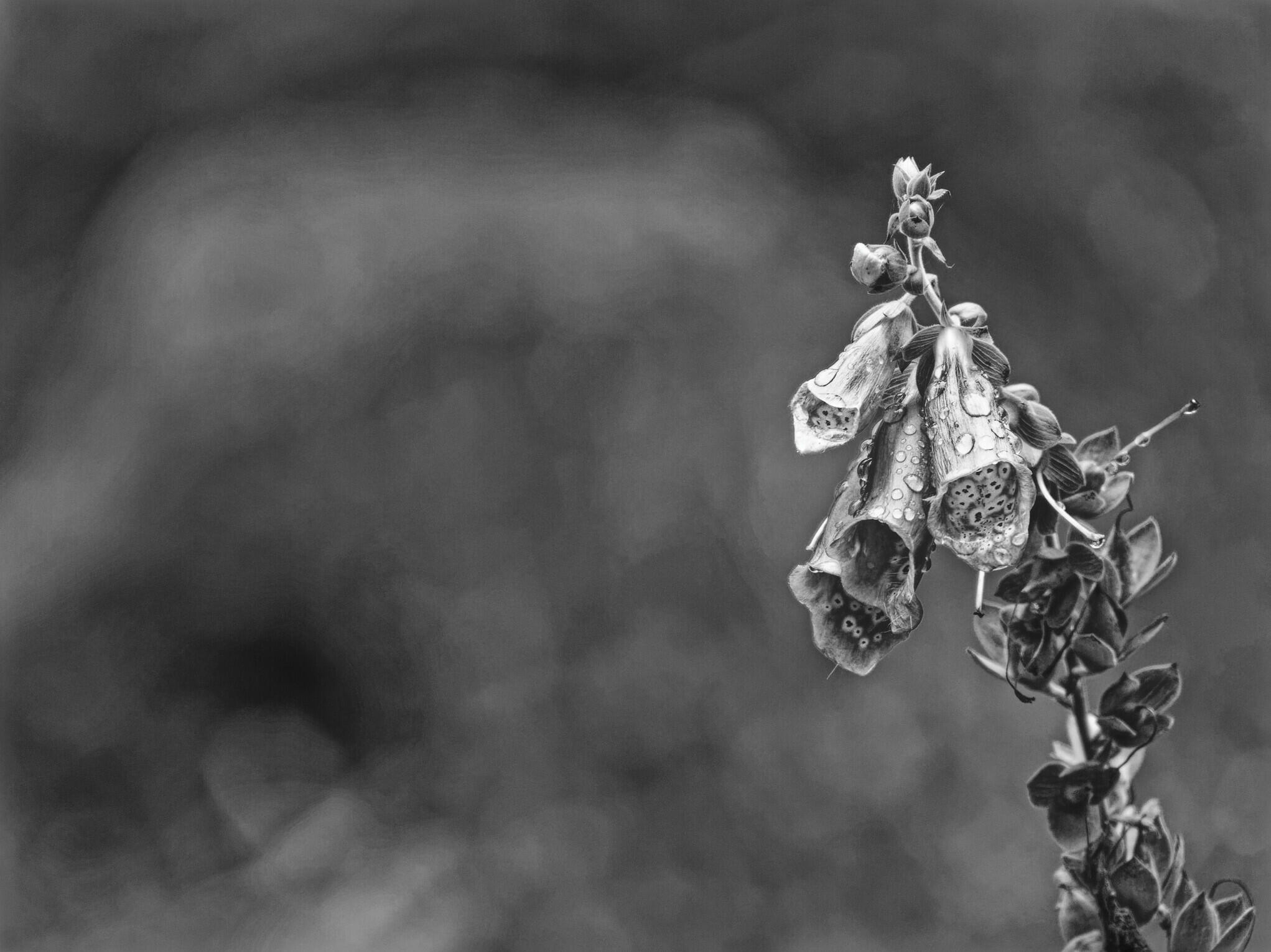 Digitale [Photo de Luc Ipher]