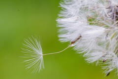 La fin d'une fleur